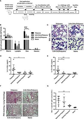 Pre- and Neonatal Imprinting on Immunological Homeostasis and Epithelial Barrier Integrity by Escherichia coli Nissle 1917 Prevents Allergic Poly-Sensitization in Mice